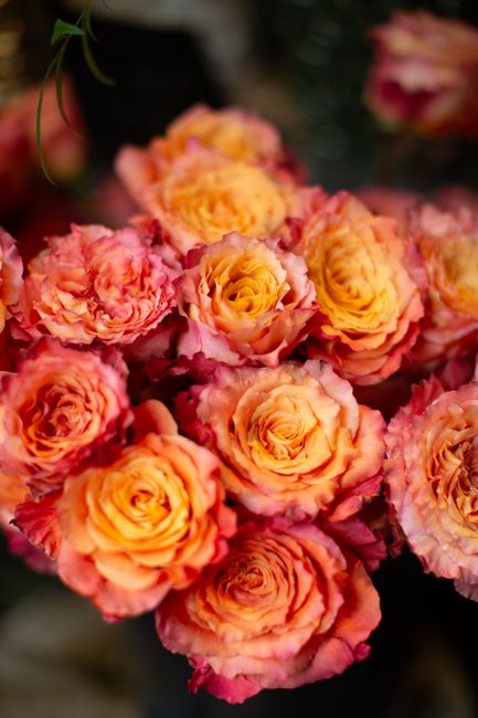 A close-up of a floral arrangement featuring numerous roses with a blend of warm peach and pink hues. The roses are tightly clustered, displaying their layered, ruffled petals and fresh, supple textur