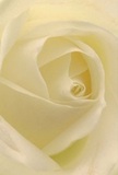This intimate portrait draws you into the tranquil heart of a cream-white rose, its delicate petals curling inward as if to offer a quiet sanctuary against the lively backdrop of Charing Cross. Soft, diffused light glances off each velvety layer, emphasizing subtle gradations from pure white to faint blushes of gold nestled at the centre. Shadows swirl gently along the inner spiral, lending a sense of depth and contemplative calm. The tactile sensation suggested here is one of luxurious smoothness-silken petals cool and comforting to the touch, their crisp edges fluttering like a secret carried on the breeze of Villiers Street. As a symbol, this rose evokes moments of reverence-a gentle tribute in times of sympathy, a mark of admiration, or the quiet celebration of a milestone close to home. Its fragrance, though only hinted at, suggests delicate sweetness that fills a room without fanfare, just as a morning stroll along the Thames uplifts the spirit. The artistry in the arrangement is unmistakable, ensuring this bloom captures not just the eye, but the emotion of anyone seeking connection through the language of flowers in Charing Cross.